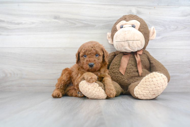 Energetic Golden Retriever Poodle Mix Puppy