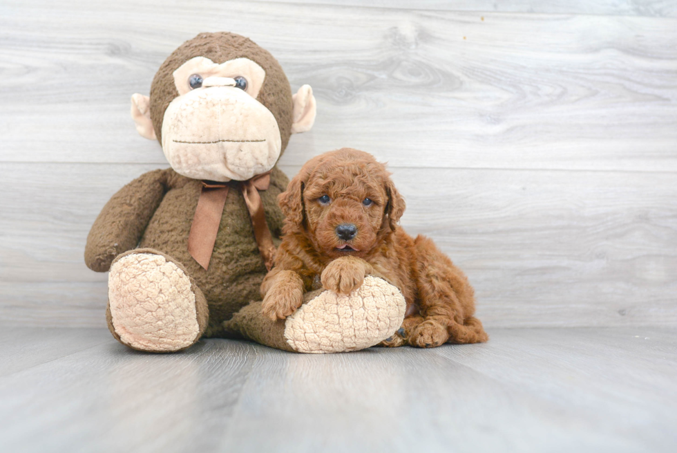 Mini Goldendoodle Puppy for Adoption