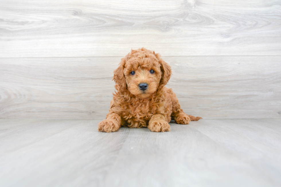 Best Mini Goldendoodle Baby