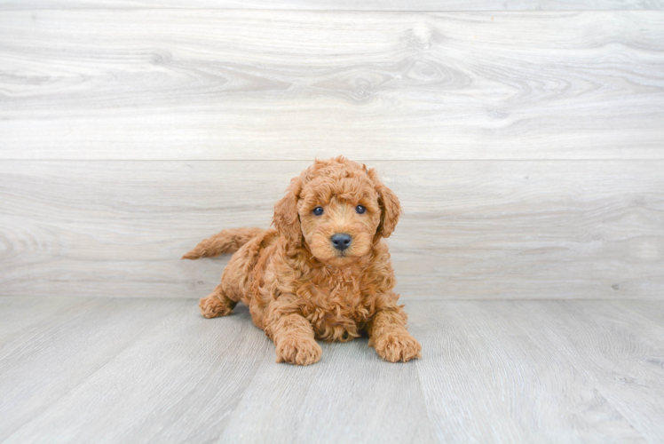 Happy Mini Goldendoodle Baby