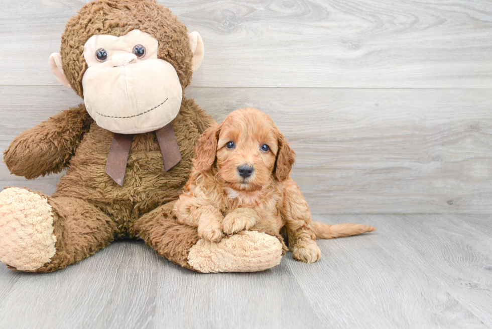 Mini Goldendoodle Puppy for Adoption