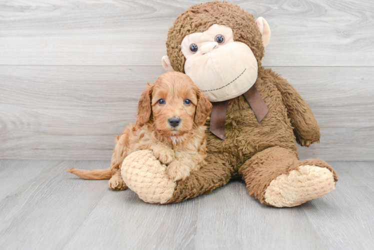 Smart Mini Goldendoodle Poodle Mix Pup