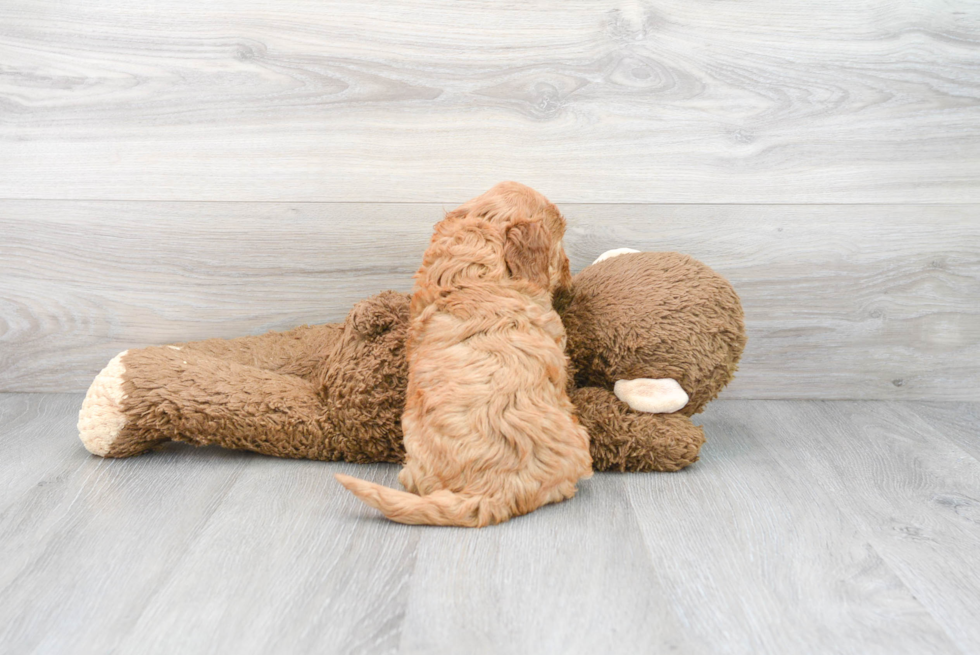 Mini Goldendoodle Pup Being Cute