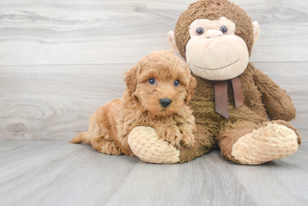 Friendly Mini Goldendoodle Baby