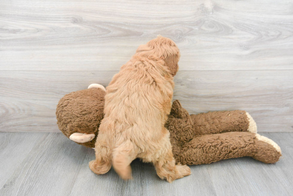 Happy Mini Goldendoodle Baby