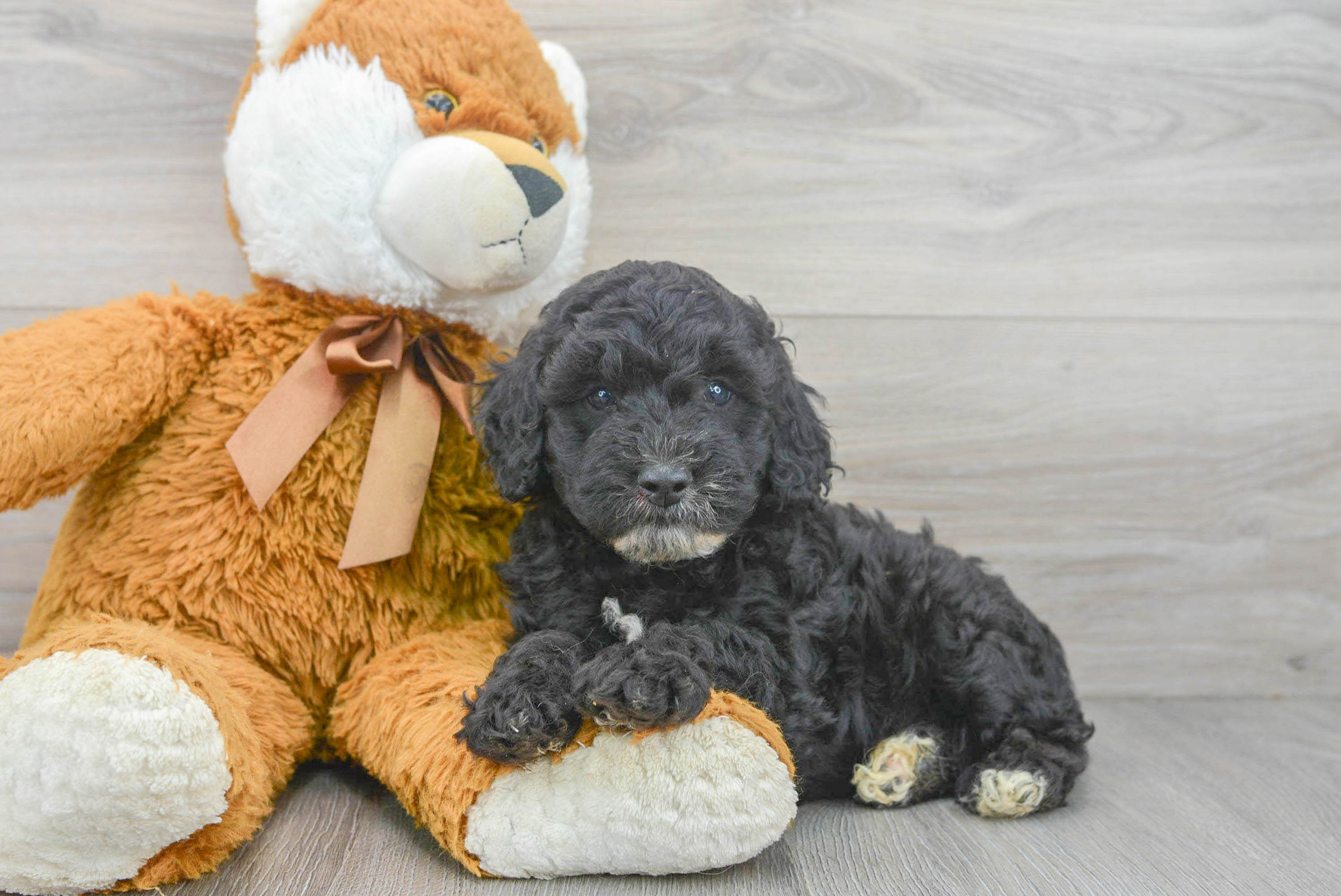Mini Goldendoodle Pup Being Cute