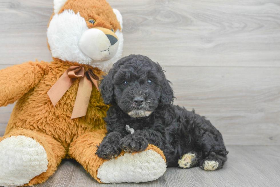 Mini Goldendoodle Pup Being Cute