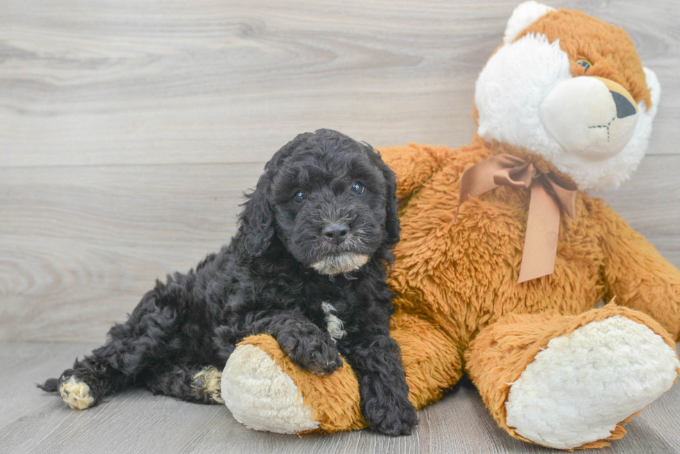 Playful Golden Retriever Poodle Mix Puppy