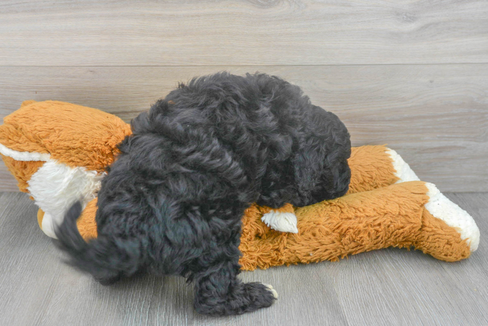 Hypoallergenic Golden Retriever Poodle Mix Puppy