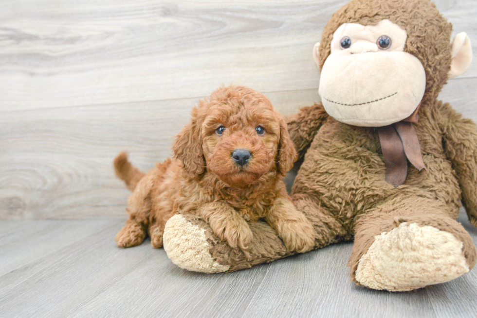 Smart Mini Goldendoodle Poodle Mix Pup