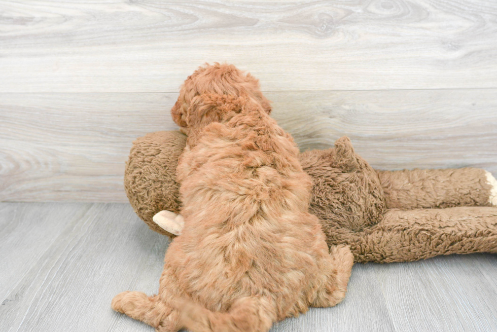 Cute Mini Goldendoodle Baby