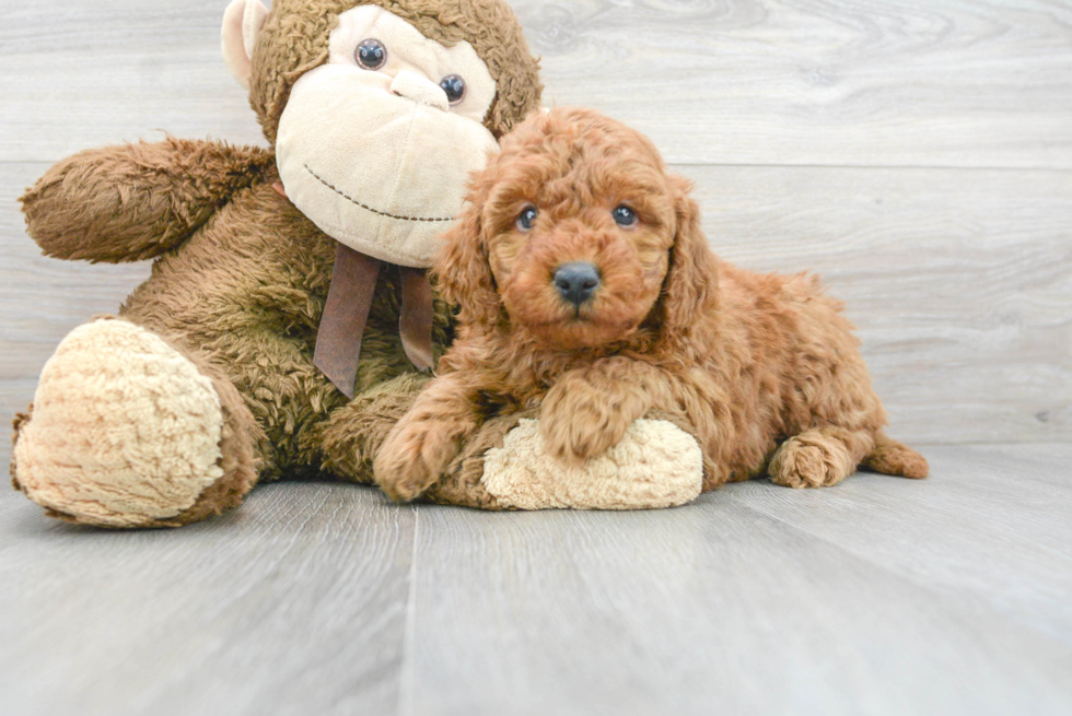 Best Mini Goldendoodle Baby