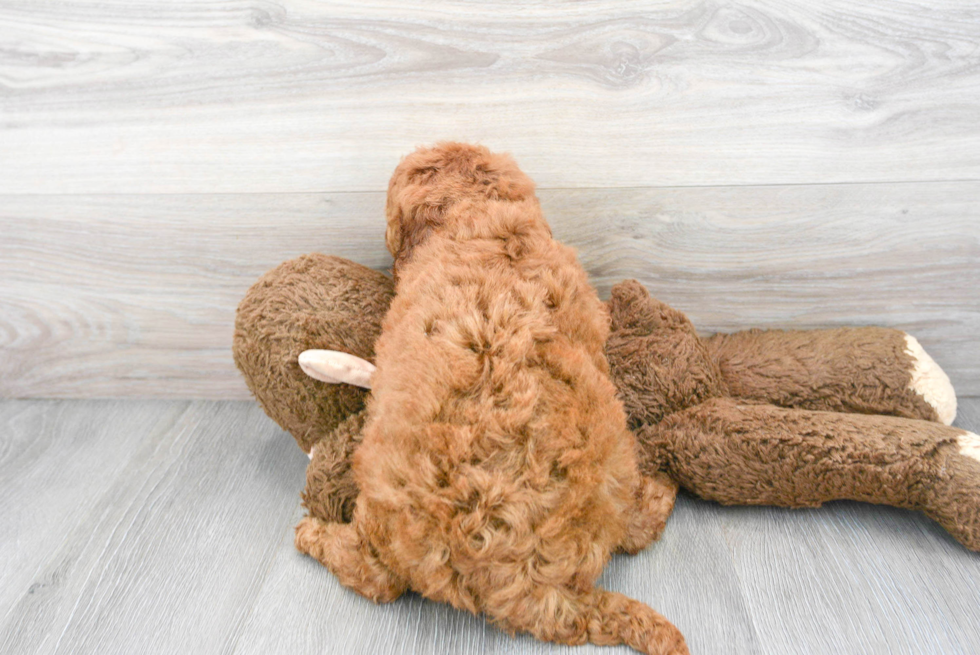 Energetic Golden Retriever Poodle Mix Puppy
