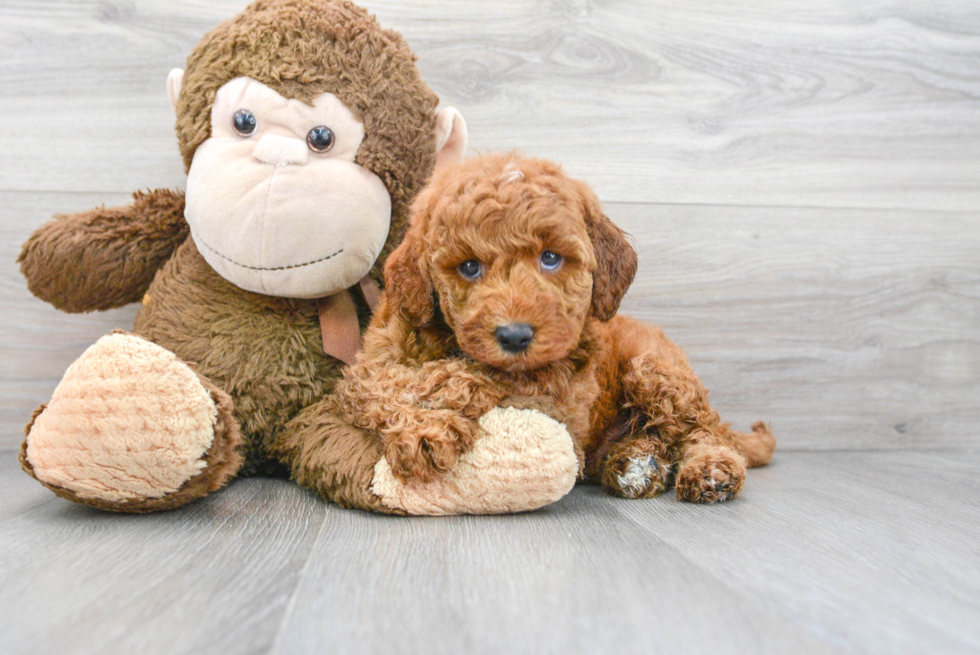 Best Mini Goldendoodle Baby