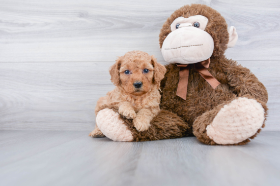 Adorable Golden Retriever Poodle Mix Puppy