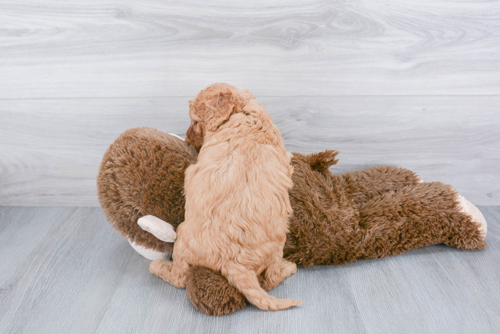 Mini Goldendoodle Pup Being Cute