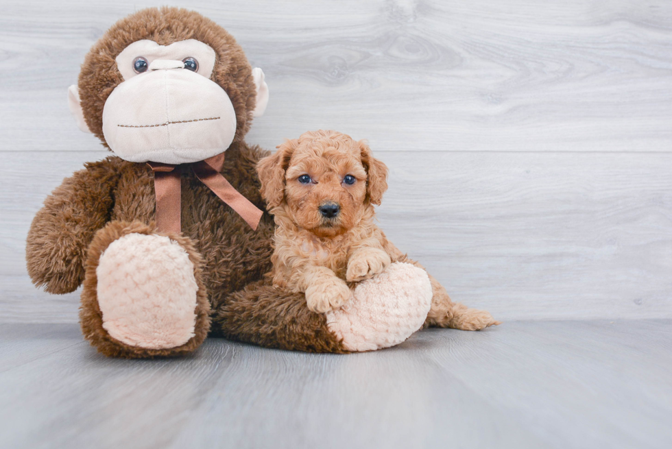 Best Mini Goldendoodle Baby