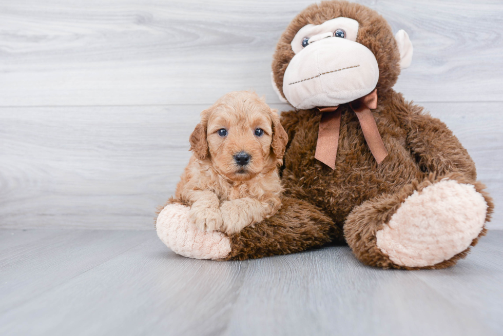 Mini Goldendoodle Pup Being Cute