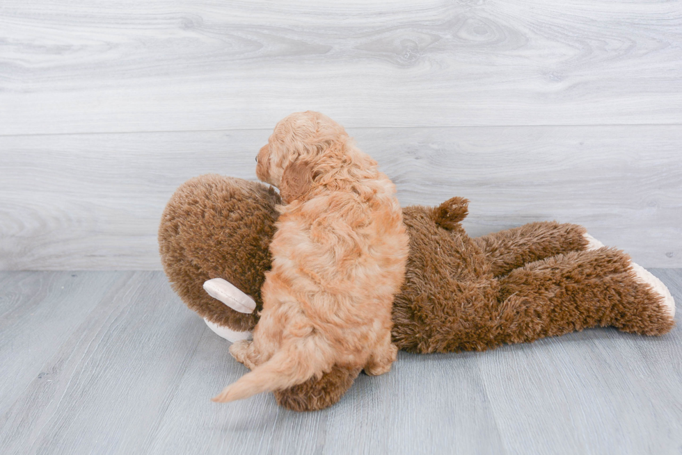 Mini Goldendoodle Pup Being Cute