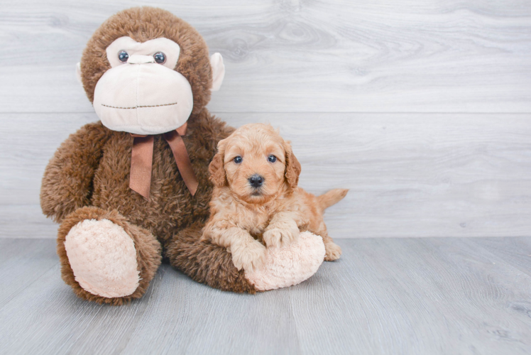 Best Mini Goldendoodle Baby