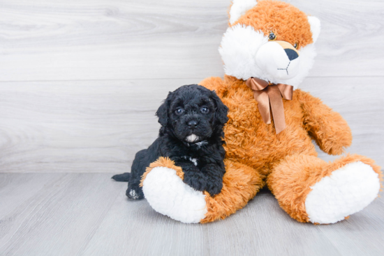 Playful Golden Retriever Poodle Mix Puppy