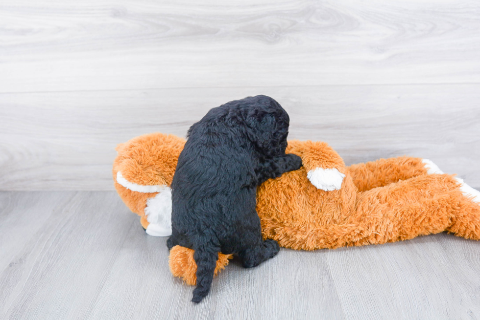 Hypoallergenic Golden Retriever Poodle Mix Puppy