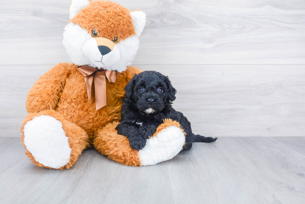 Mini Goldendoodle Pup Being Cute