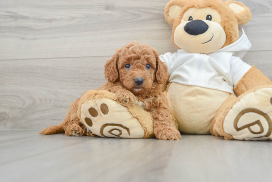 Best Mini Goldendoodle Baby