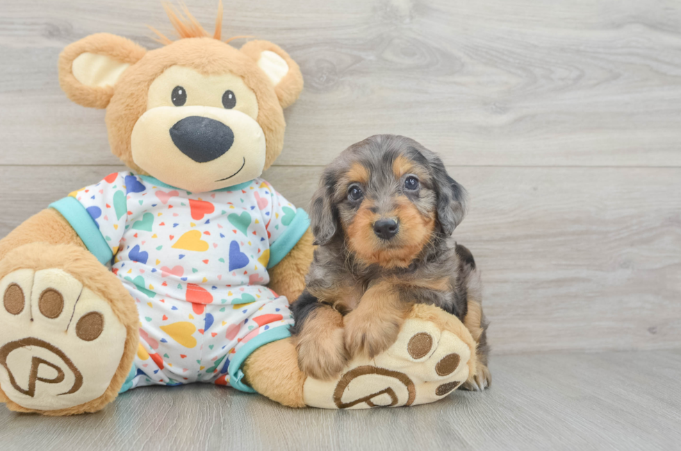 6 week old Mini Goldendoodle Puppy For Sale - Premier Pups