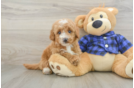 Sweet Mini Goldendoodle Baby