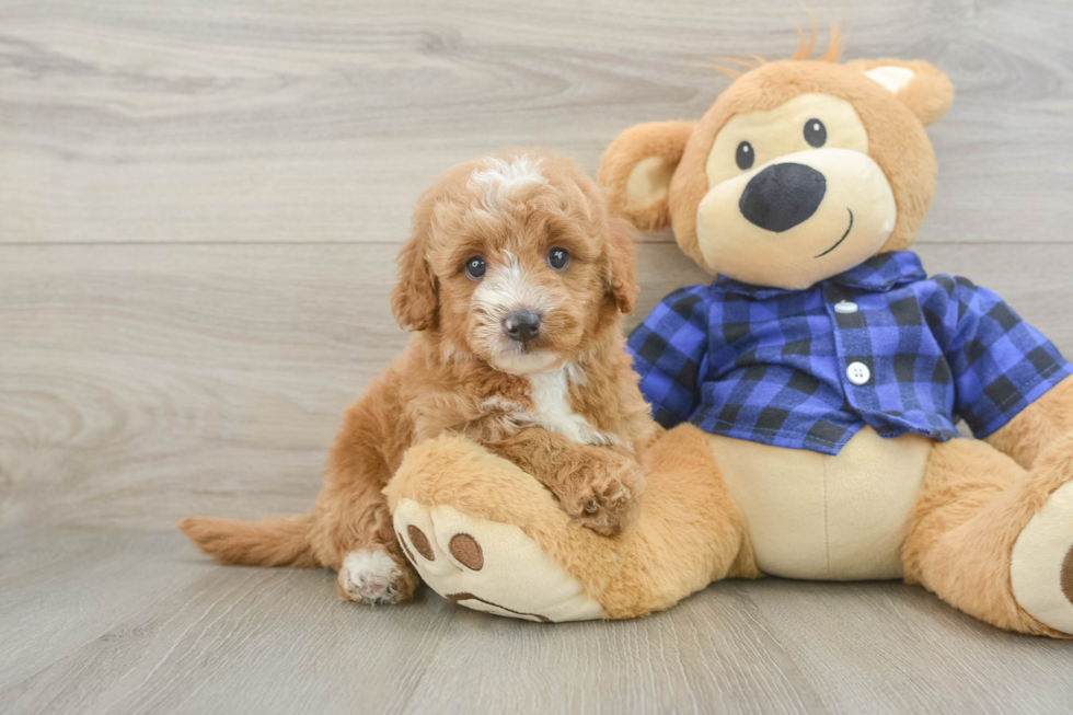 Sweet Mini Goldendoodle Baby
