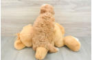 Smart Mini Goldendoodle Poodle Mix Pup