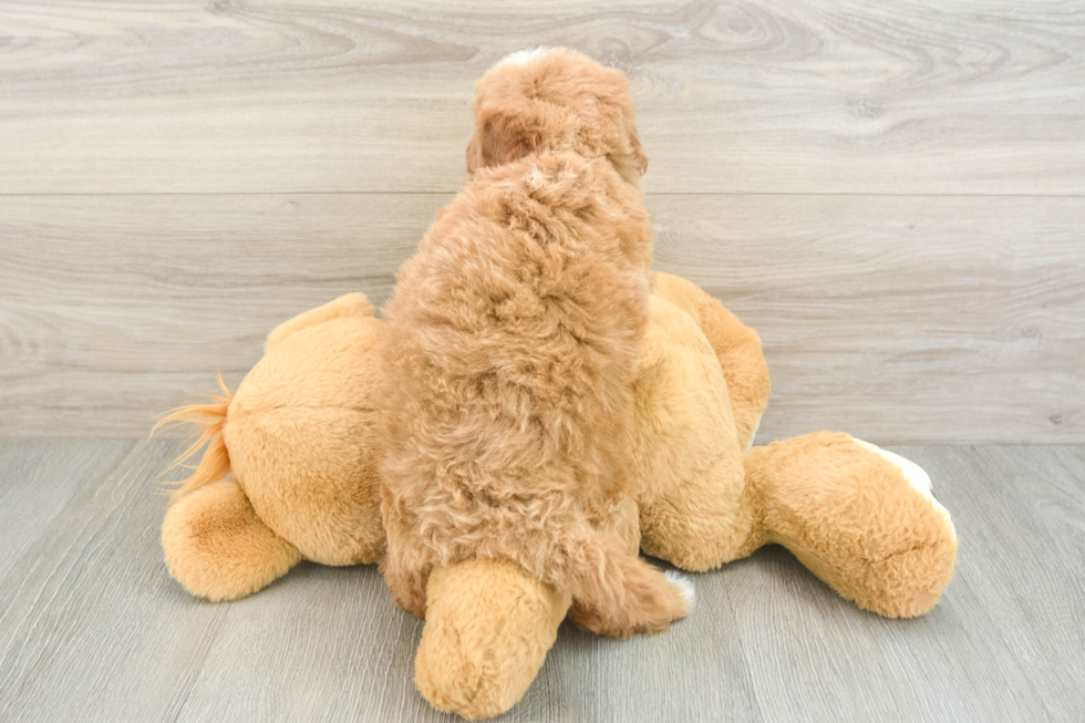 Smart Mini Goldendoodle Poodle Mix Pup