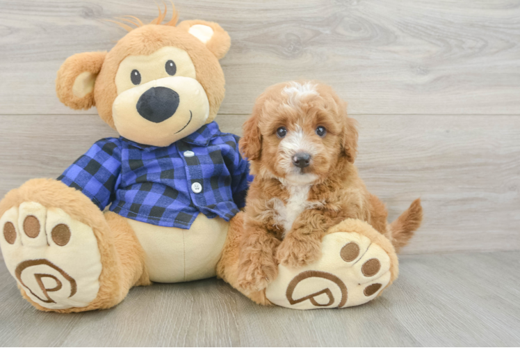 Mini Goldendoodle Puppy for Adoption