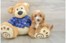 Mini Goldendoodle Puppy for Adoption