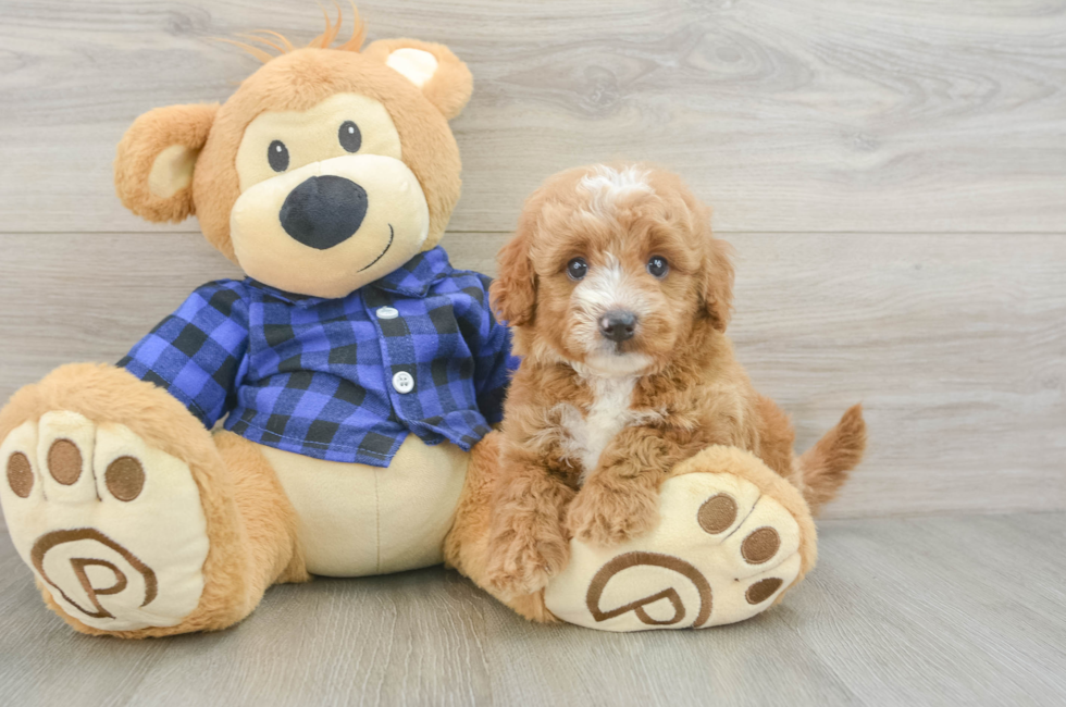 5 week old Mini Goldendoodle Puppy For Sale - Premier Pups