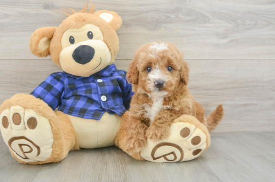 Mini Goldendoodle Puppy for Adoption