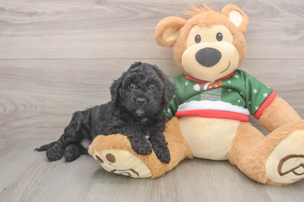 5 week old Mini Goldendoodle Puppy For Sale - Premier Pups