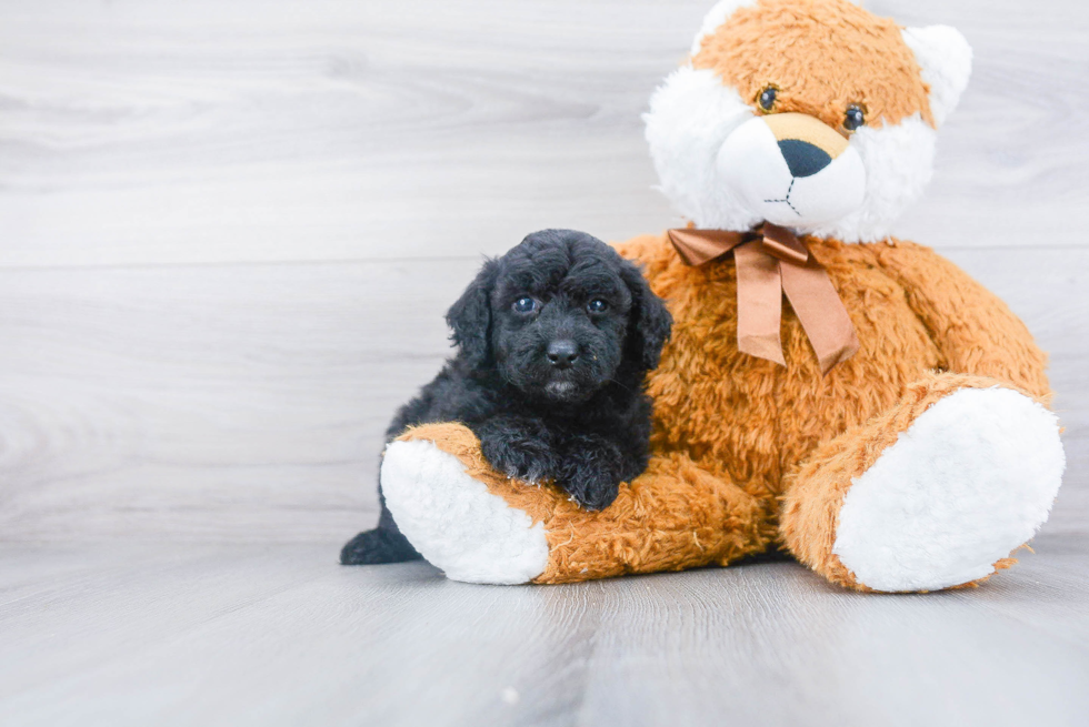 Playful Golden Retriever Poodle Mix Puppy