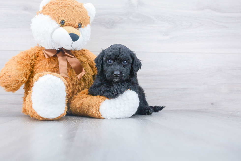 Friendly Mini Goldendoodle Baby