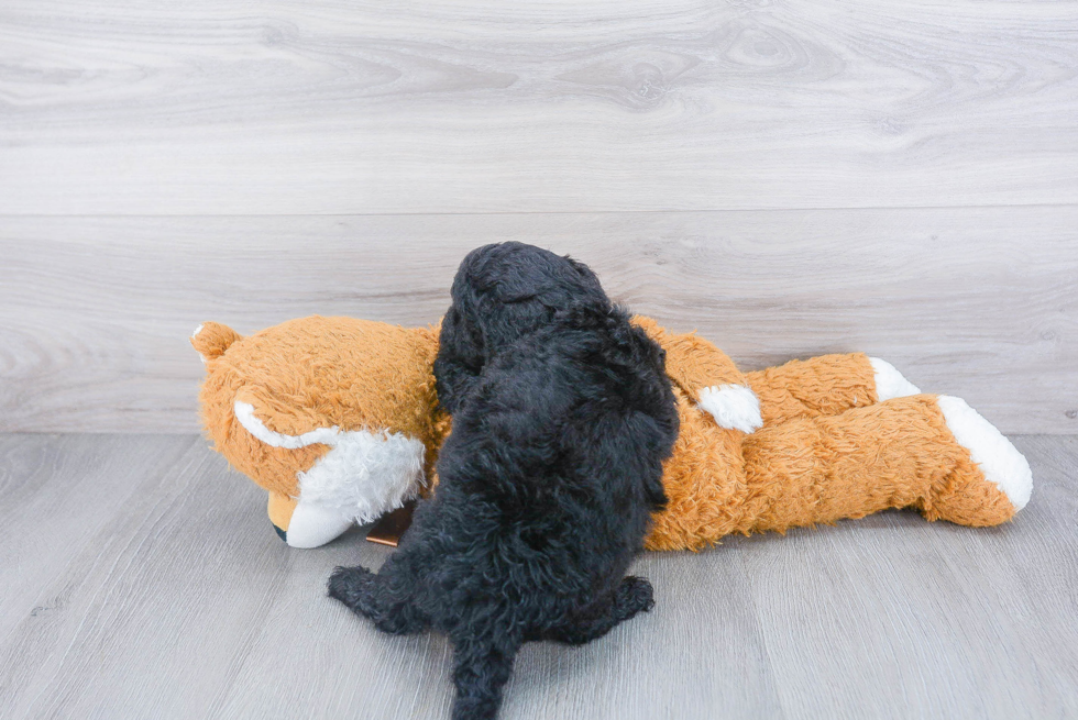 Petite Mini Goldendoodle Poodle Mix Pup