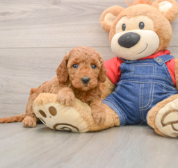 7 week old Mini Goldendoodle Puppy For Sale - Premier Pups
