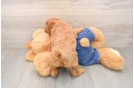 Playful Mini Groodle Poodle Mix Puppy