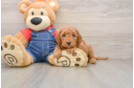 Smart Mini Goldendoodle Poodle Mix Pup