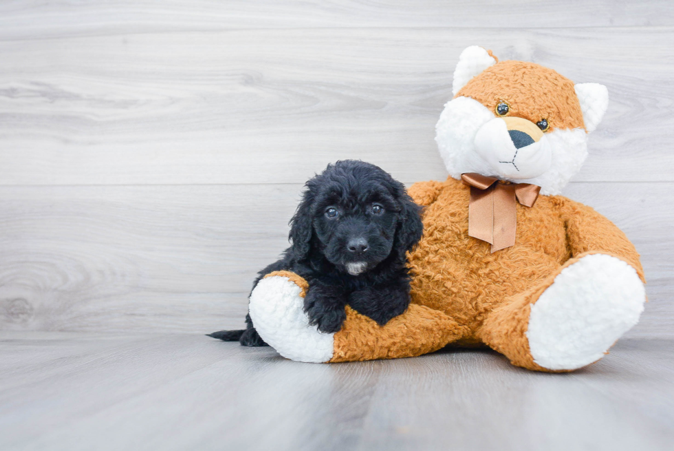 Best Mini Goldendoodle Baby