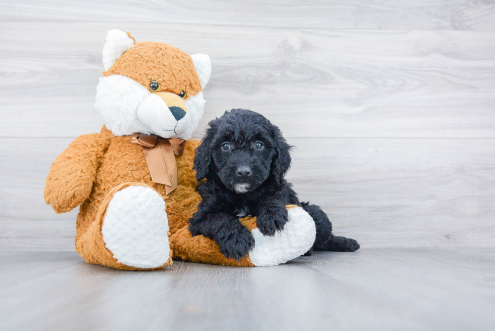 Smart Mini Goldendoodle Poodle Mix Pup