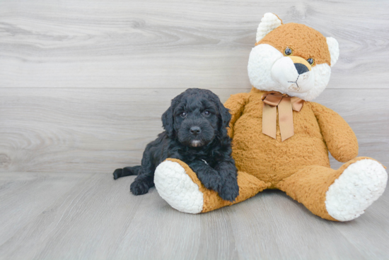 Best Mini Goldendoodle Baby