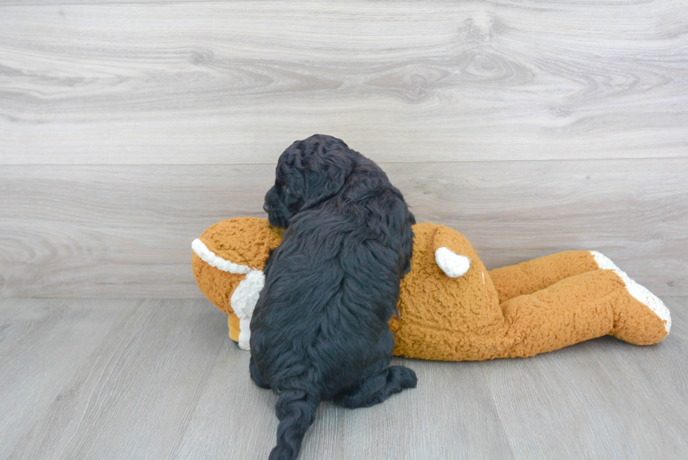 Happy Mini Goldendoodle Baby