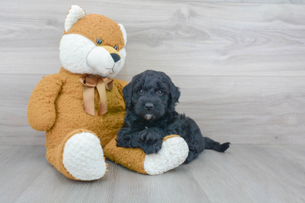 Best Mini Goldendoodle Baby