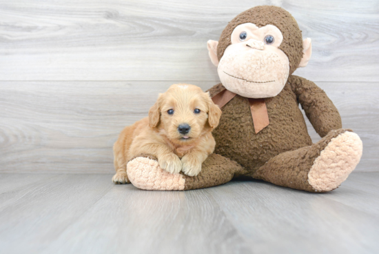 Adorable Golden Retriever Poodle Mix Puppy